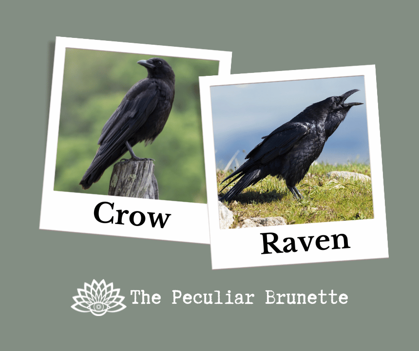 crow spiritual meaning