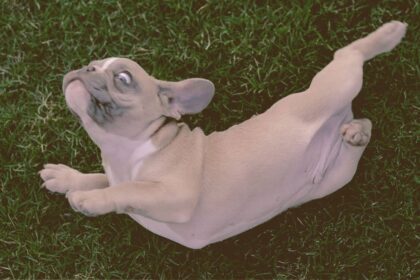 french bulldog rubbing herself on floor