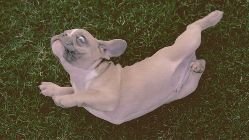 french bulldog rubbing herself on floor