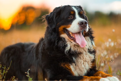 best farm dogs