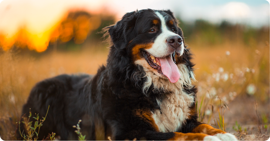 best farm dogs