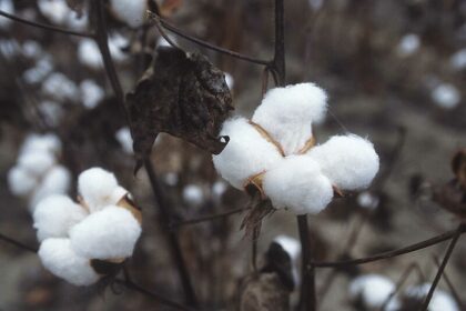 cb cotton - wikipedia