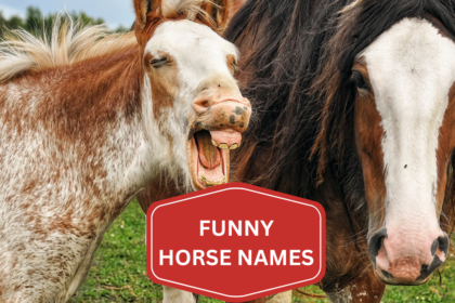 funny horse names