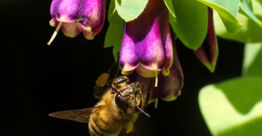 kudzu flowers its good for bees