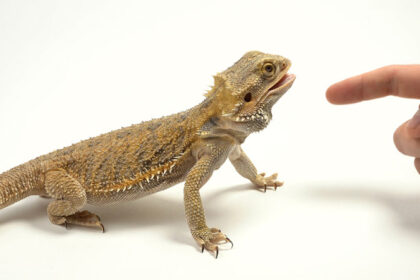 do bearded dragons bite