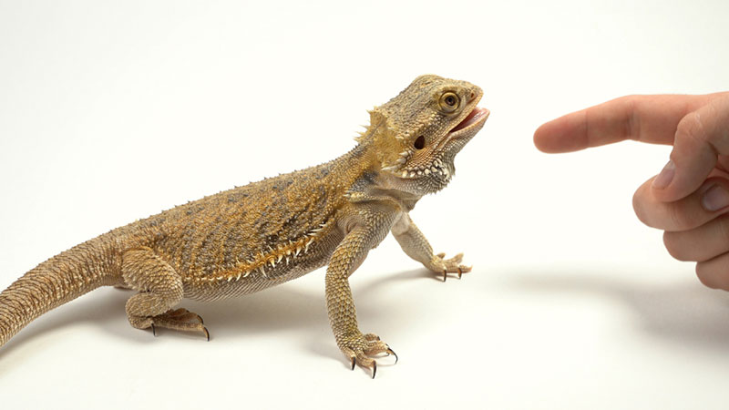 do bearded dragons bite