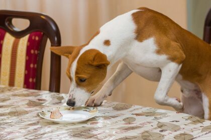 can dogs eat jello