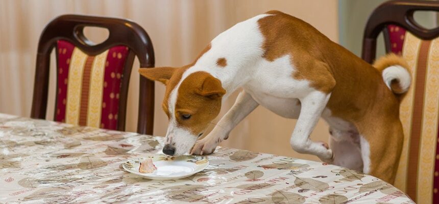 can dogs eat jello