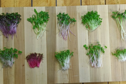 arugula researcher at cambridge