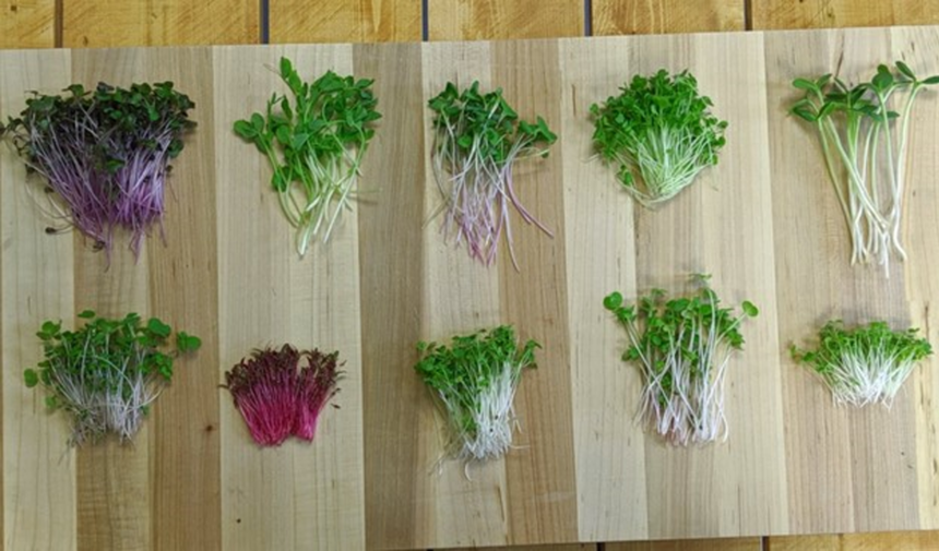 arugula researcher at cambridge